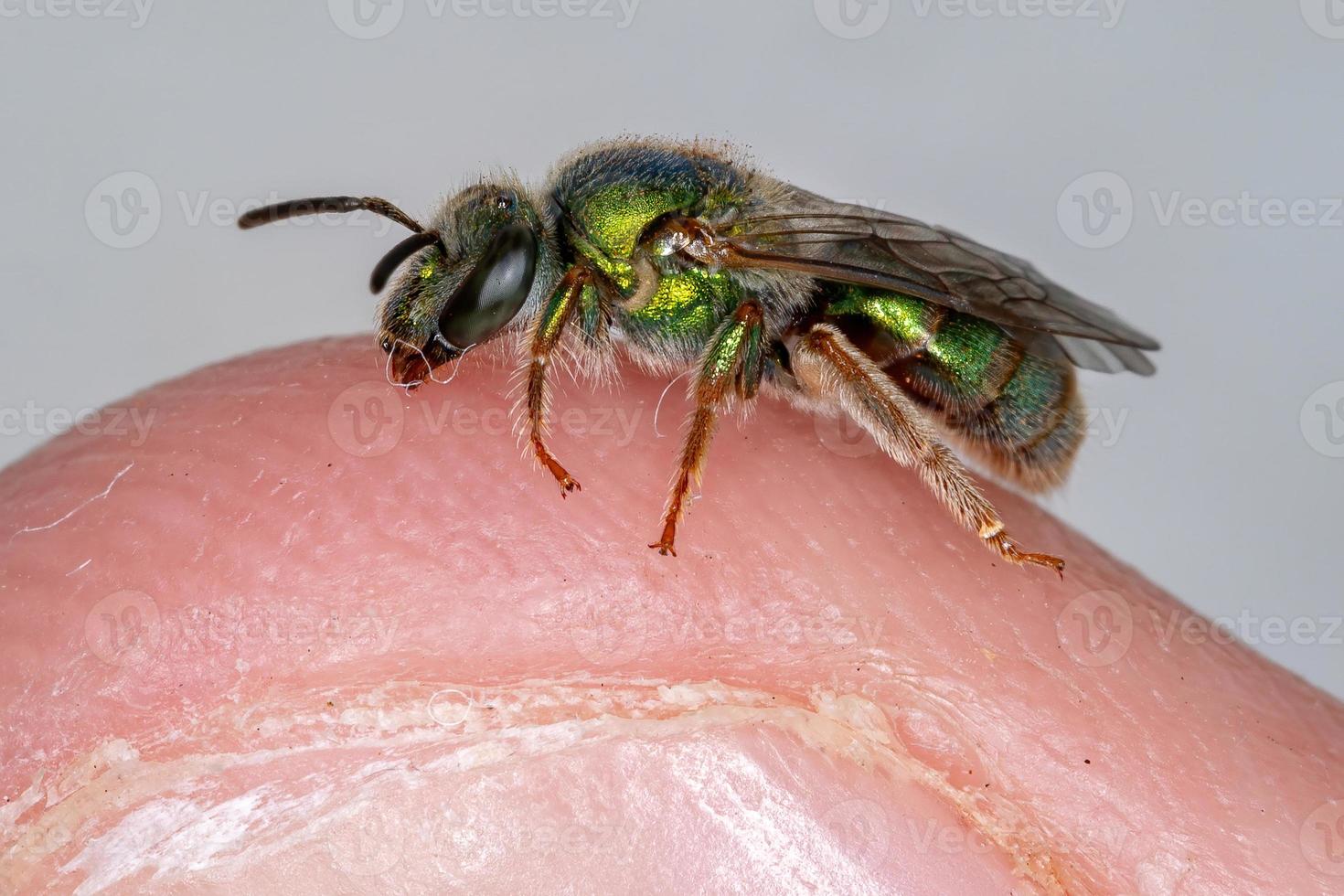 Augochlorine Sweat Bee photo