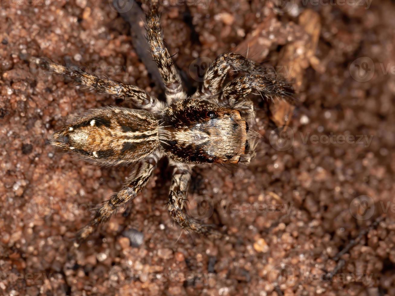 araña saltadora pantropical foto