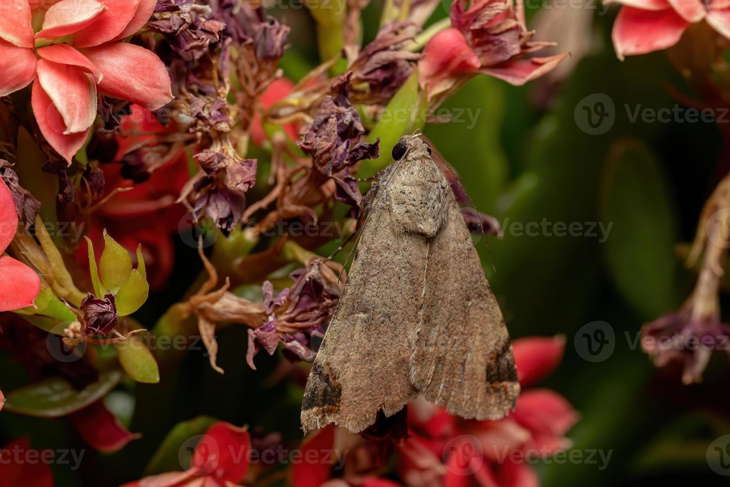 Polilla mochuelo gráfico en una planta con flores foto