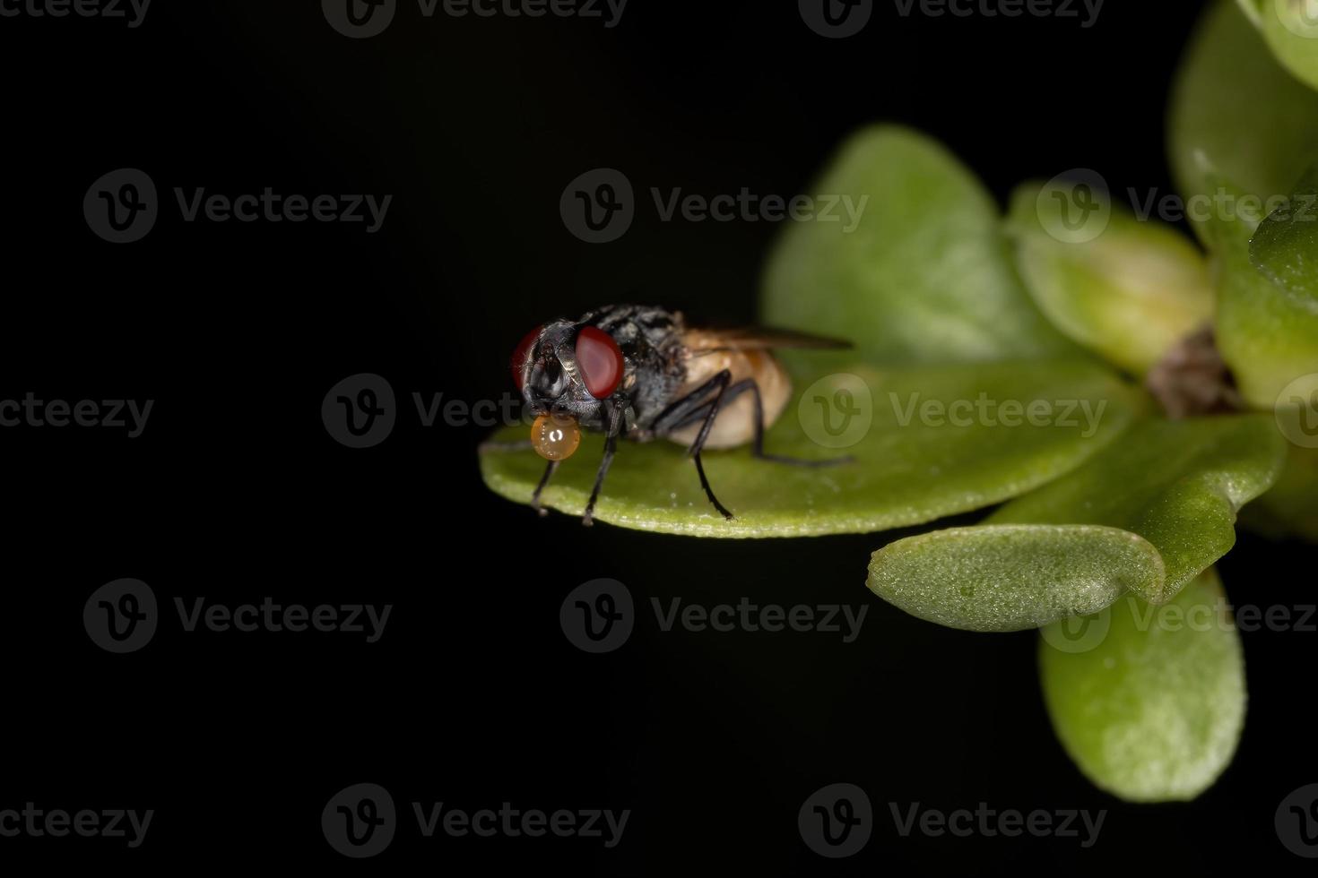 House fly using saliva bubble to cool your body photo