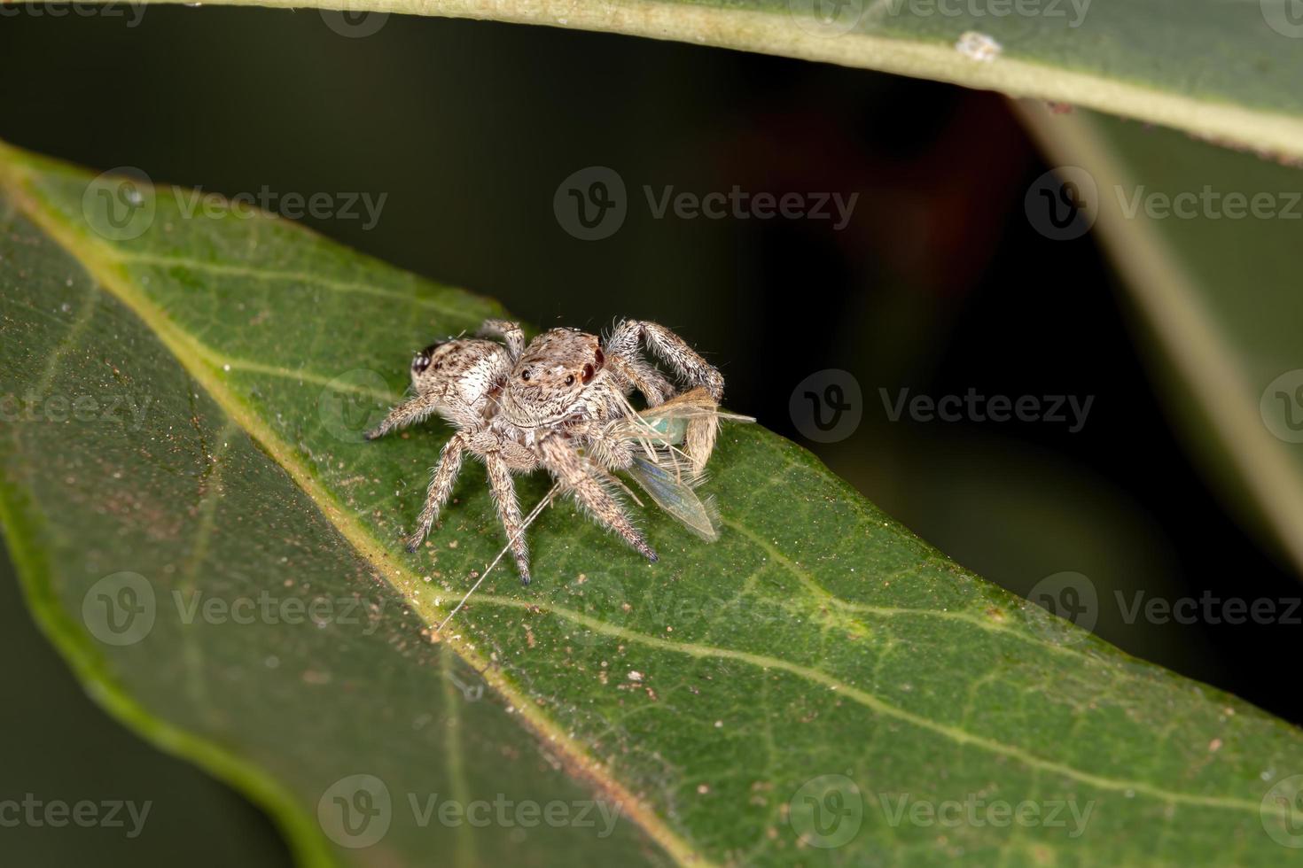 araña saltadora macho foto