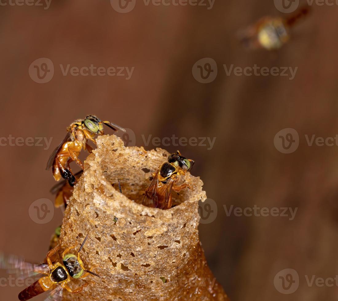 abeja jatai brasileña foto