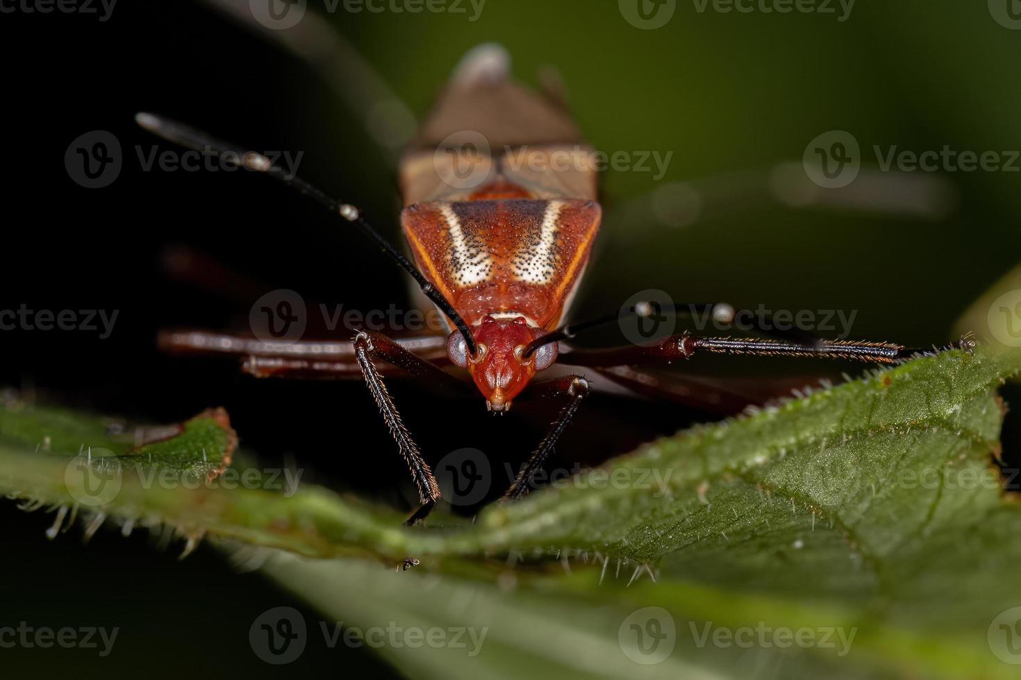 Adult Leaf-footed Bugs photo