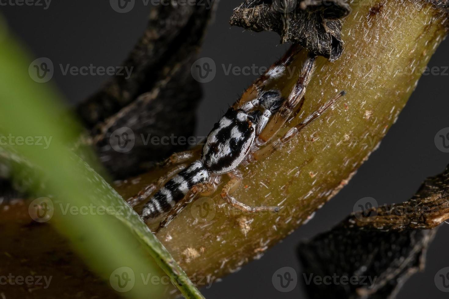 pequeña araña saltadora foto