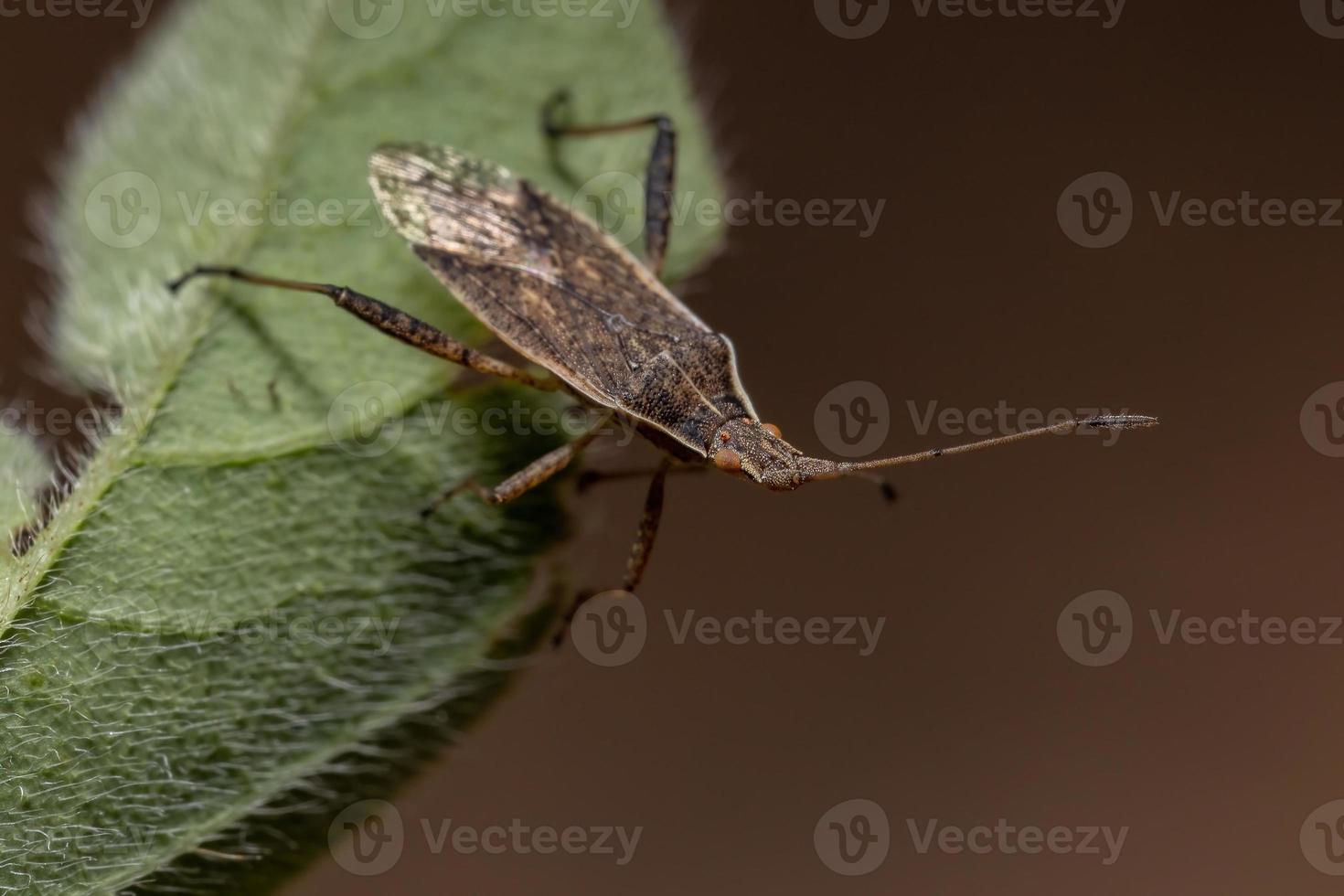 Adult Scentless Plant Bug photo