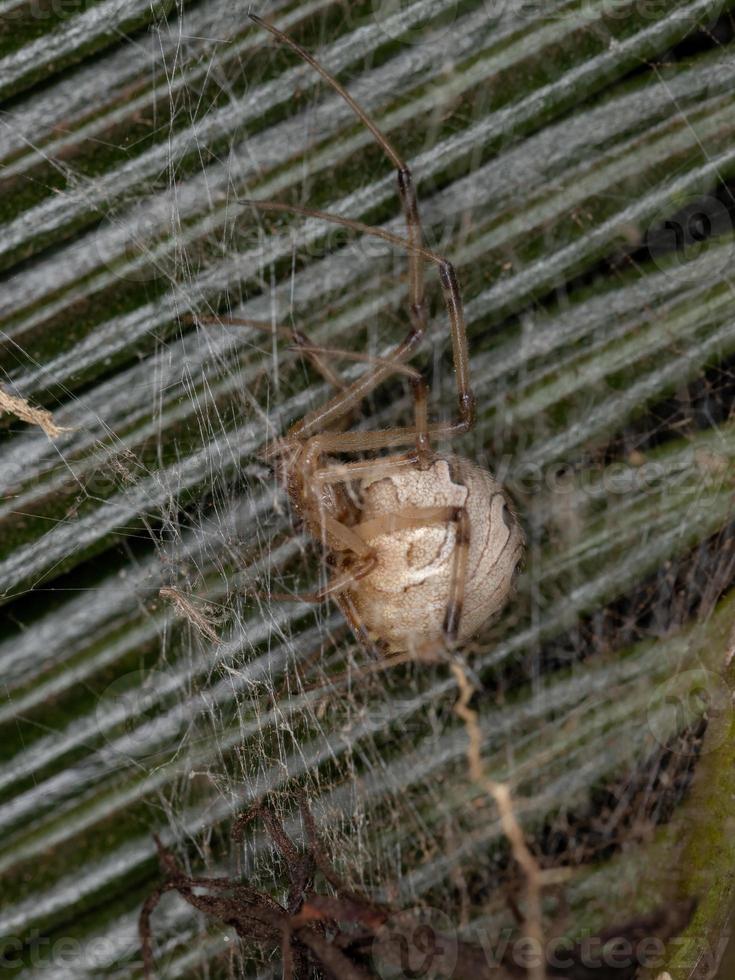 Female Adult Brown Widow photo