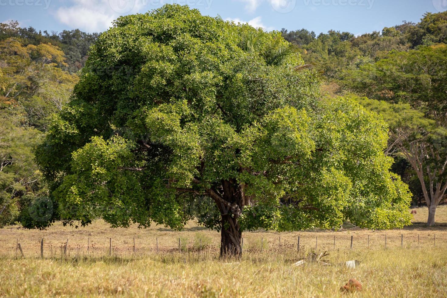 gran árbol de angiospermas foto