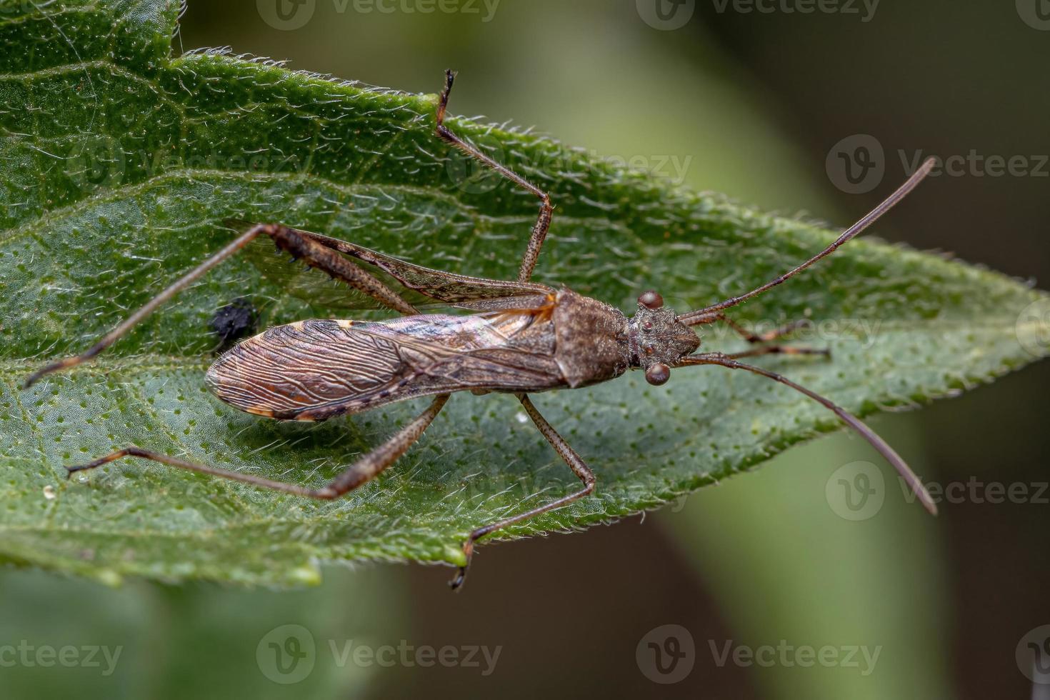 Adult Broad-headed Bug photo