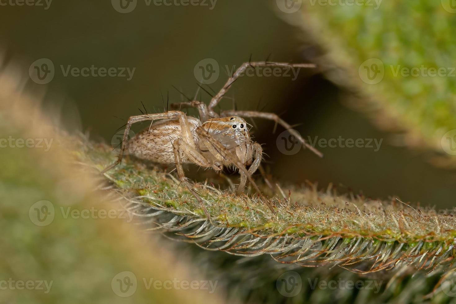 Striped Lynx Spider photo