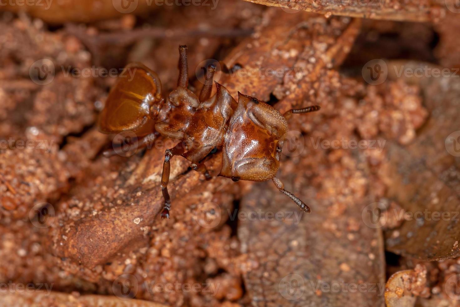 Adult Yellow Turtle Ant photo