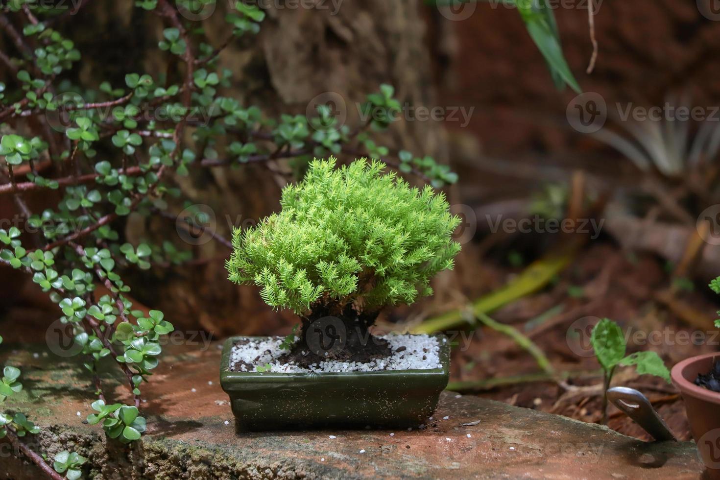 pequeño bonsai en un jardín foto