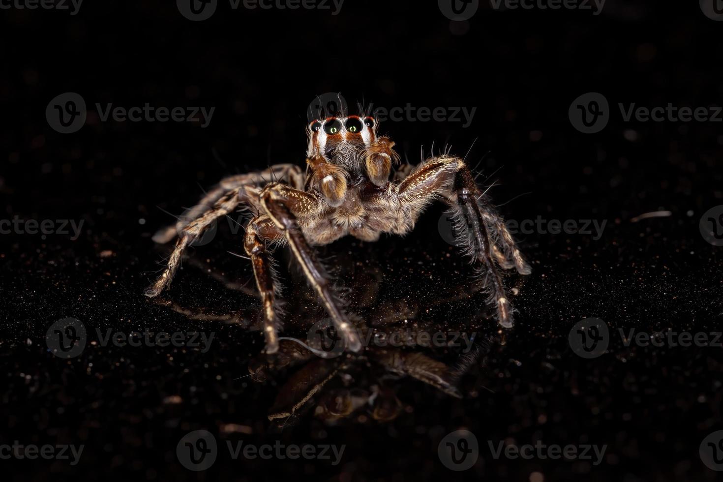 Pantropical Jumping Spider photo