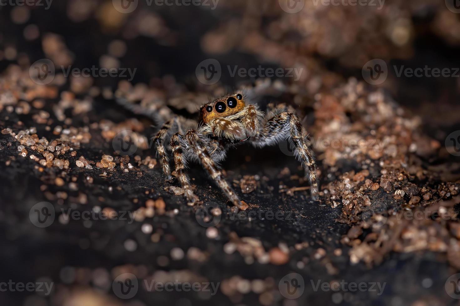 Gray Wall Jumping Spider photo