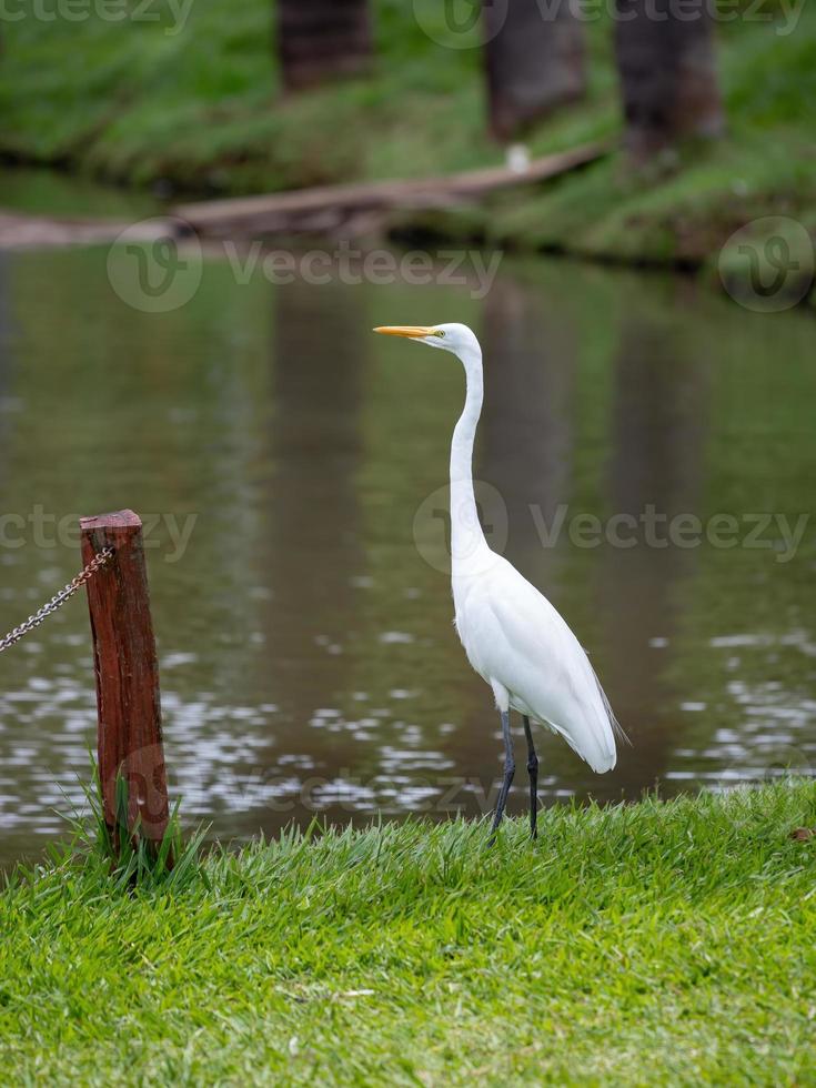 gran garza animal foto