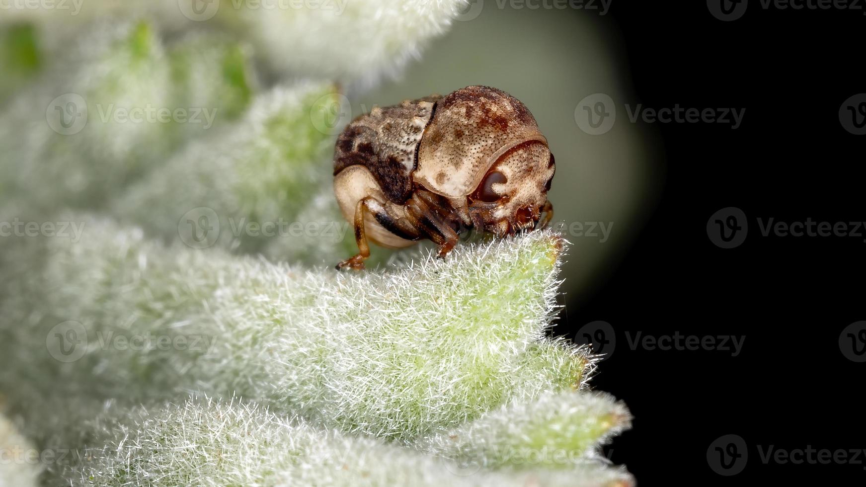 Warty Leaf Beetle photo