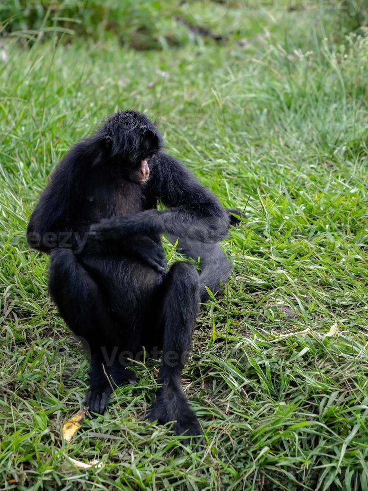 Black-faced Black Spider Monkey photo