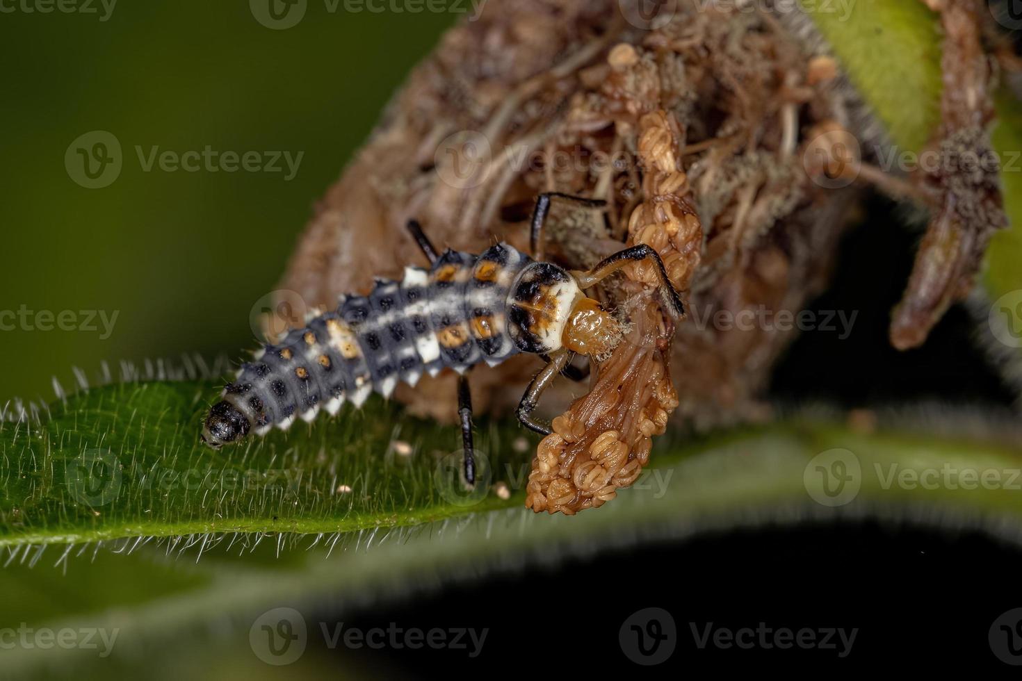 Black-spotted Lady Beetle Larva photo