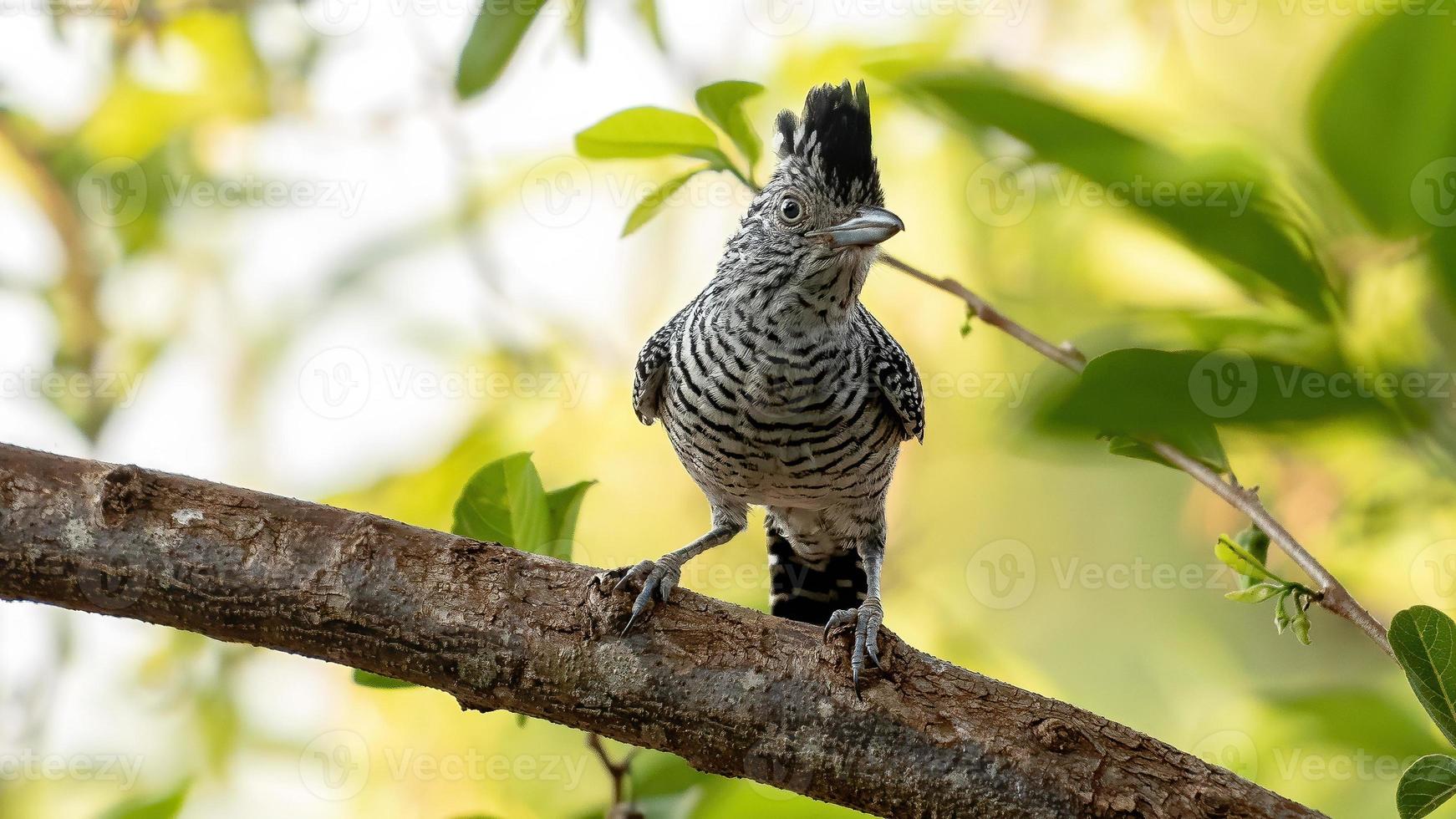 macho brasileño barrado antshrike foto