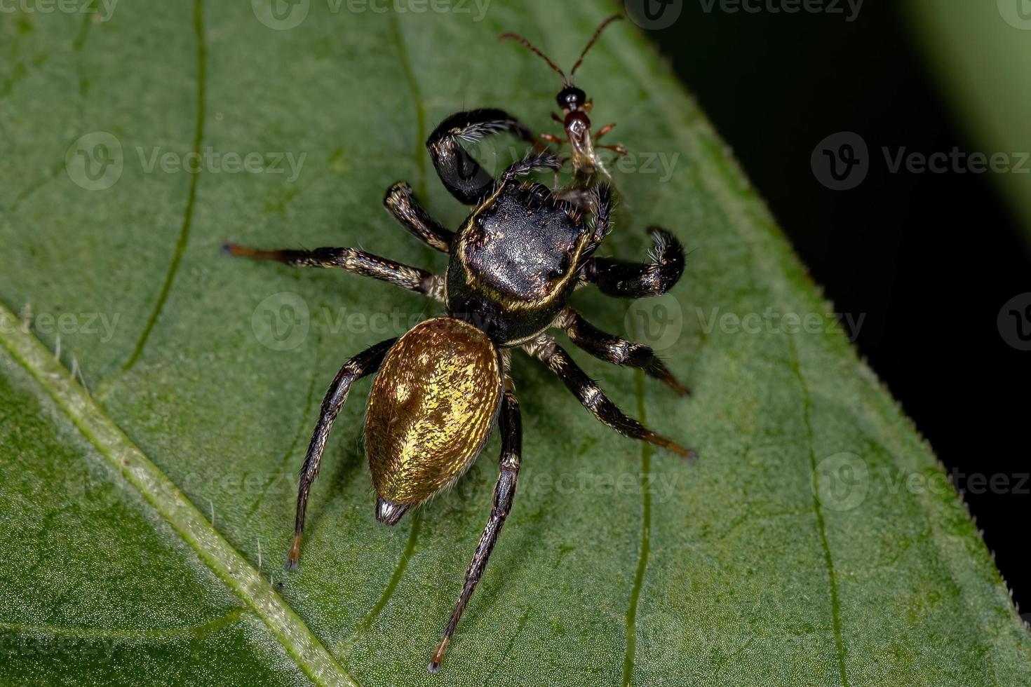 pequeña araña saltadora foto