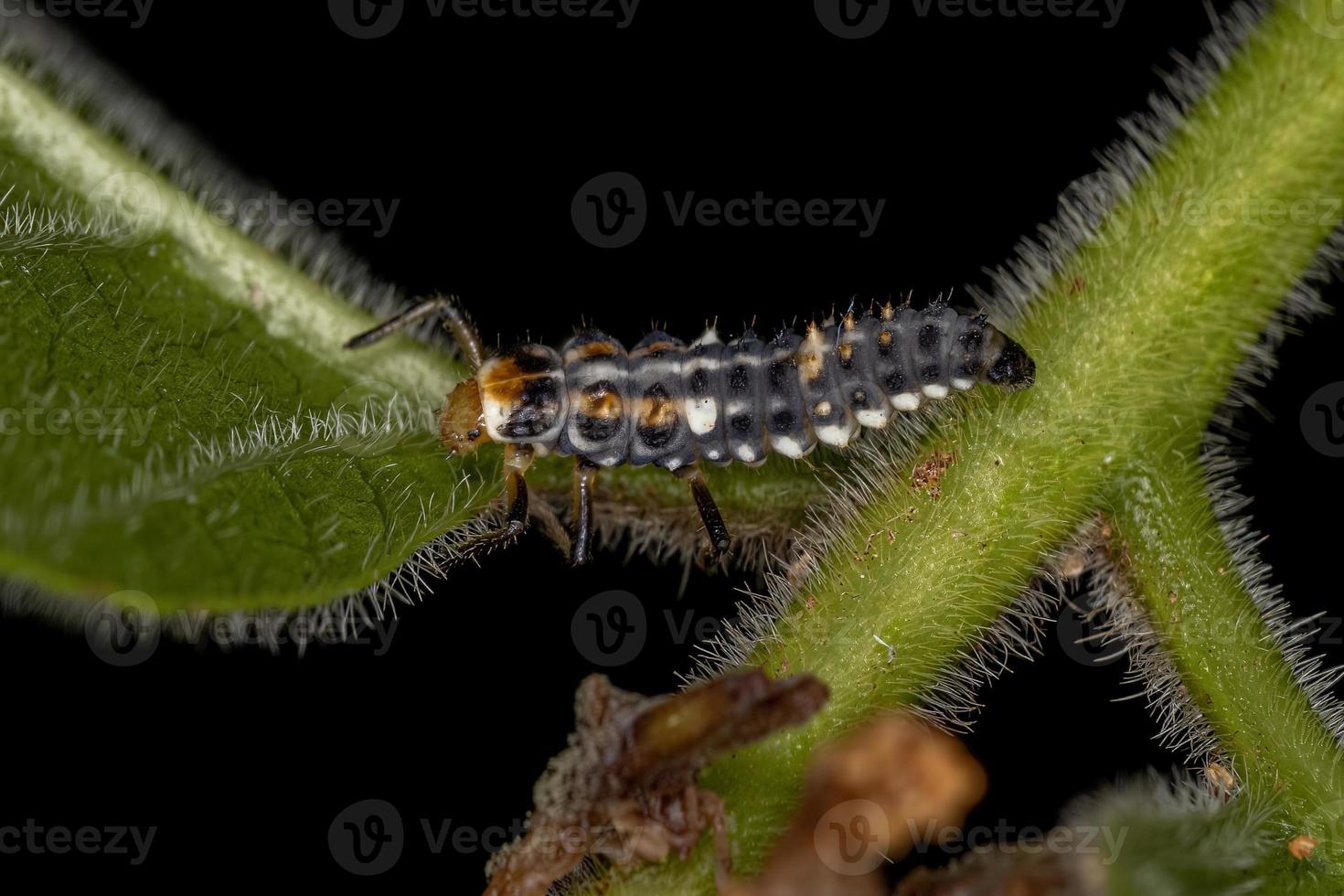 Black-spotted Lady Beetle Larva photo