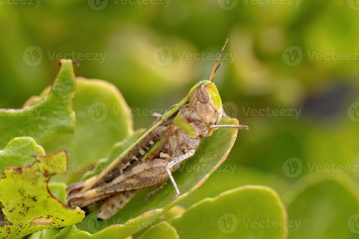Adult Stridulating Slantface Grasshopper photo