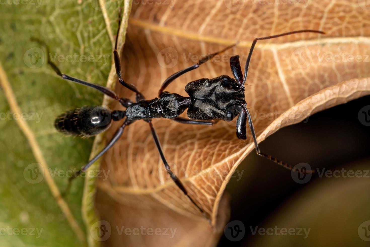 hormiga de mandíbula trampa adulta foto