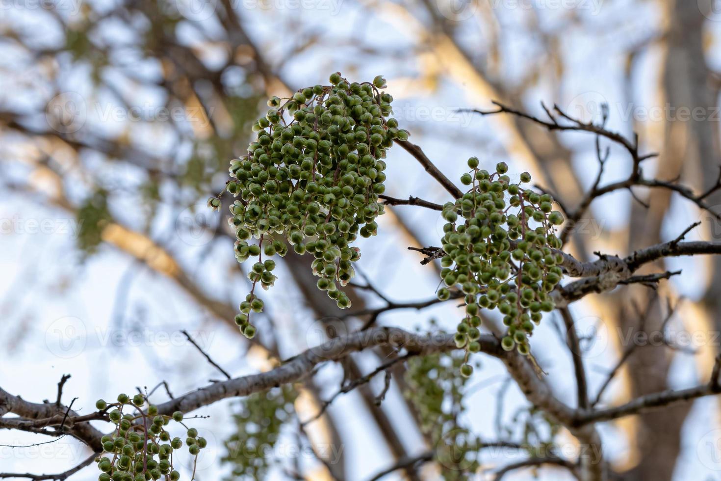 arbol de domingo con frutas foto