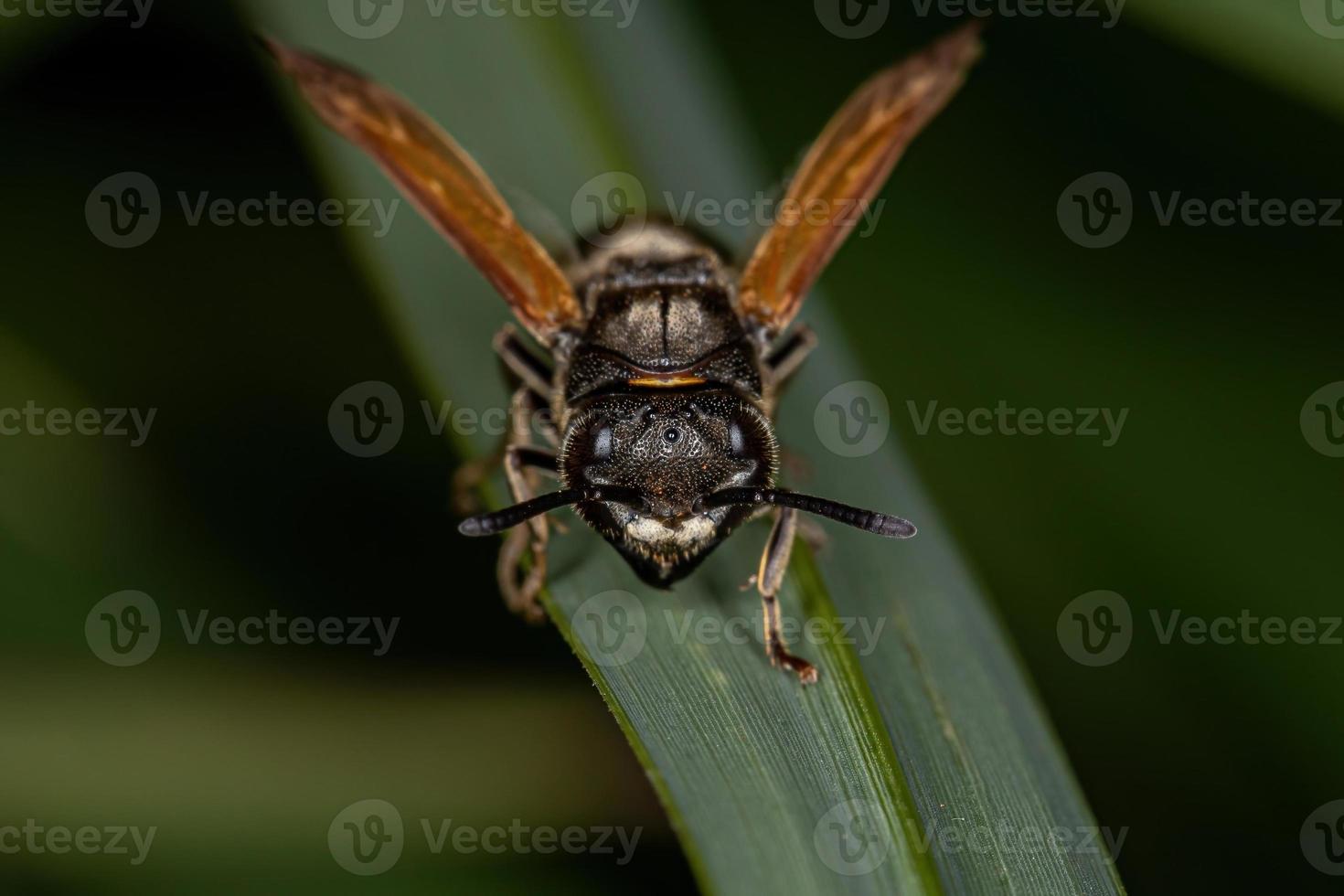 Adult Honey Wasp photo