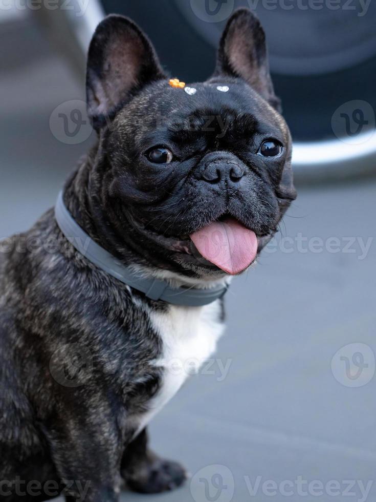 Adult Black Domestic dog photo