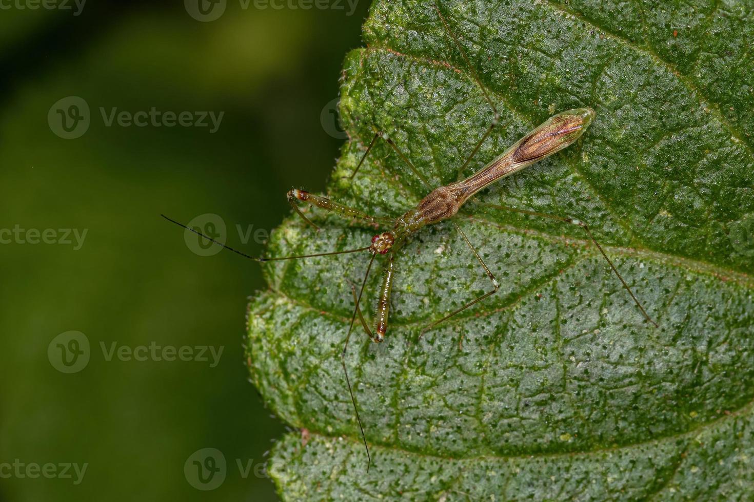 insecto asesino adulto foto