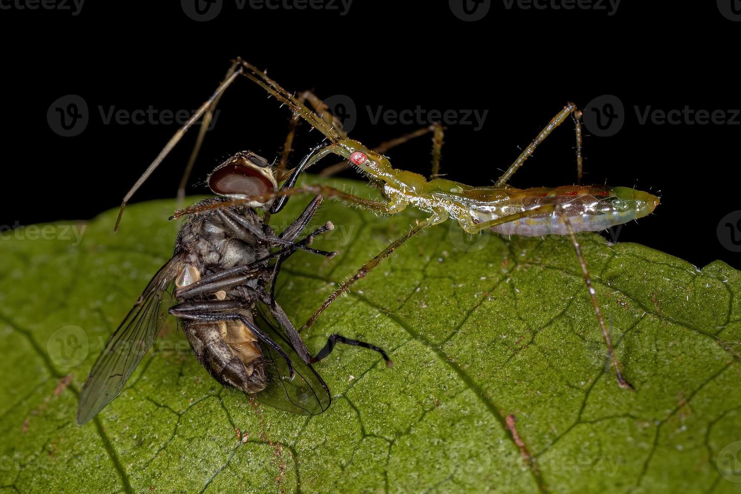 ninfa del insecto asesino que se alimenta de una mosca doméstica adulta foto