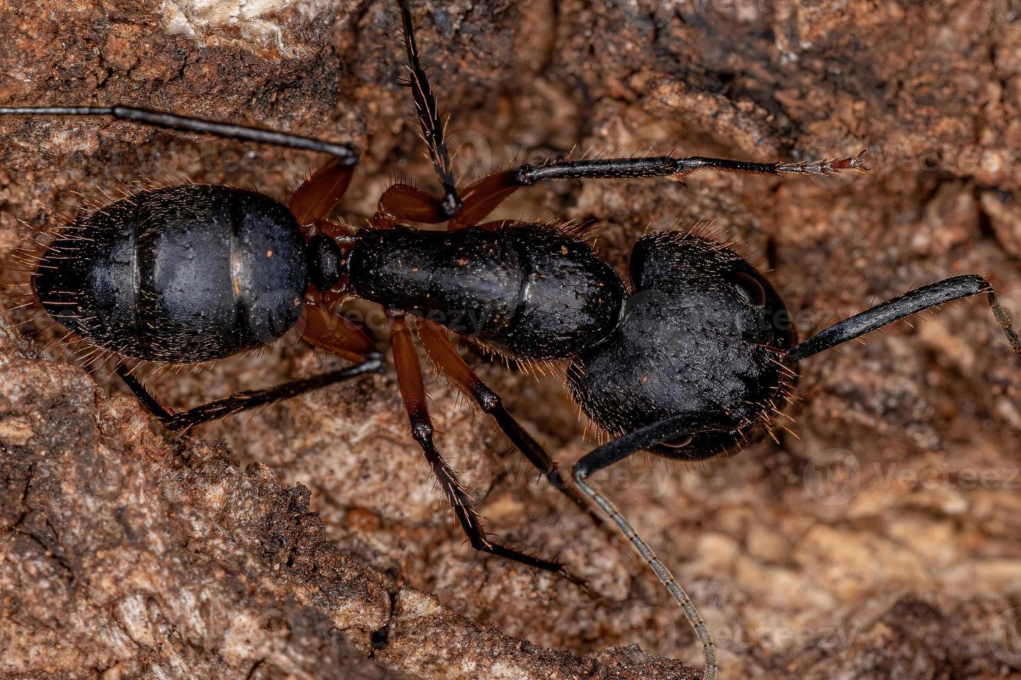 Adult Female Carpenter Ant photo