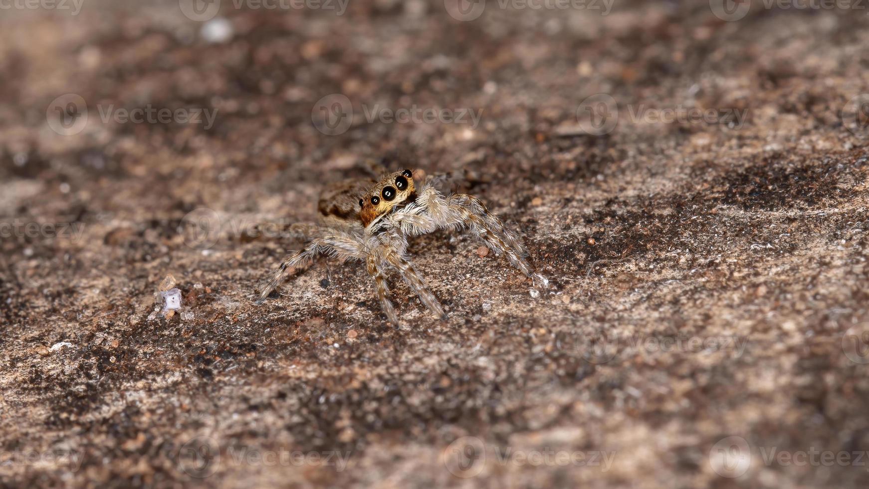 araña saltadora de pared gris foto