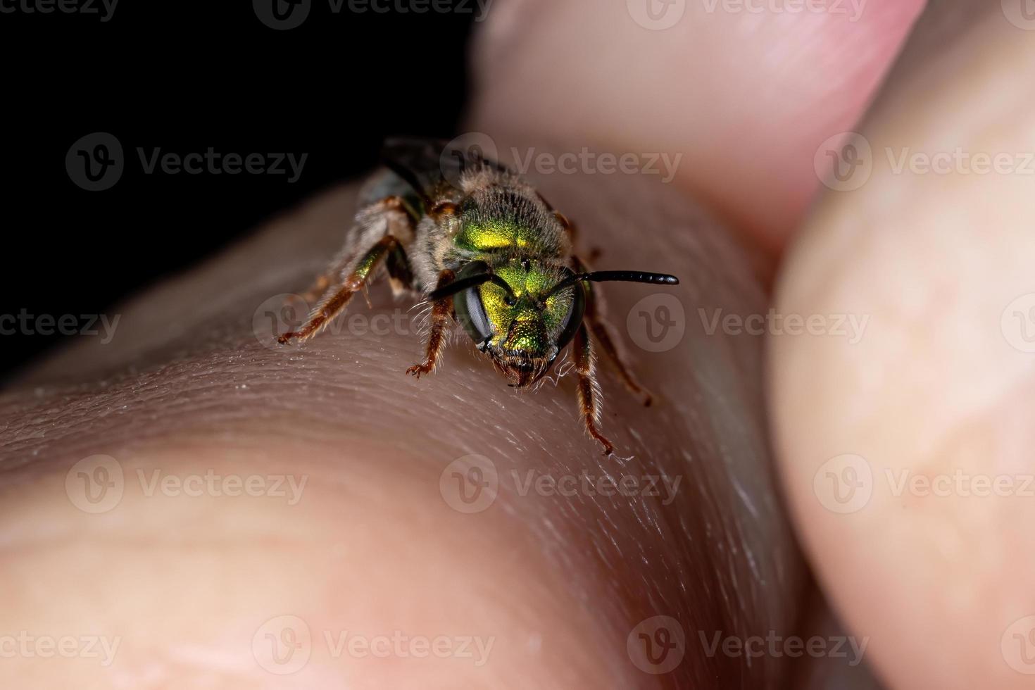 Augochlorine Sweat Bee photo