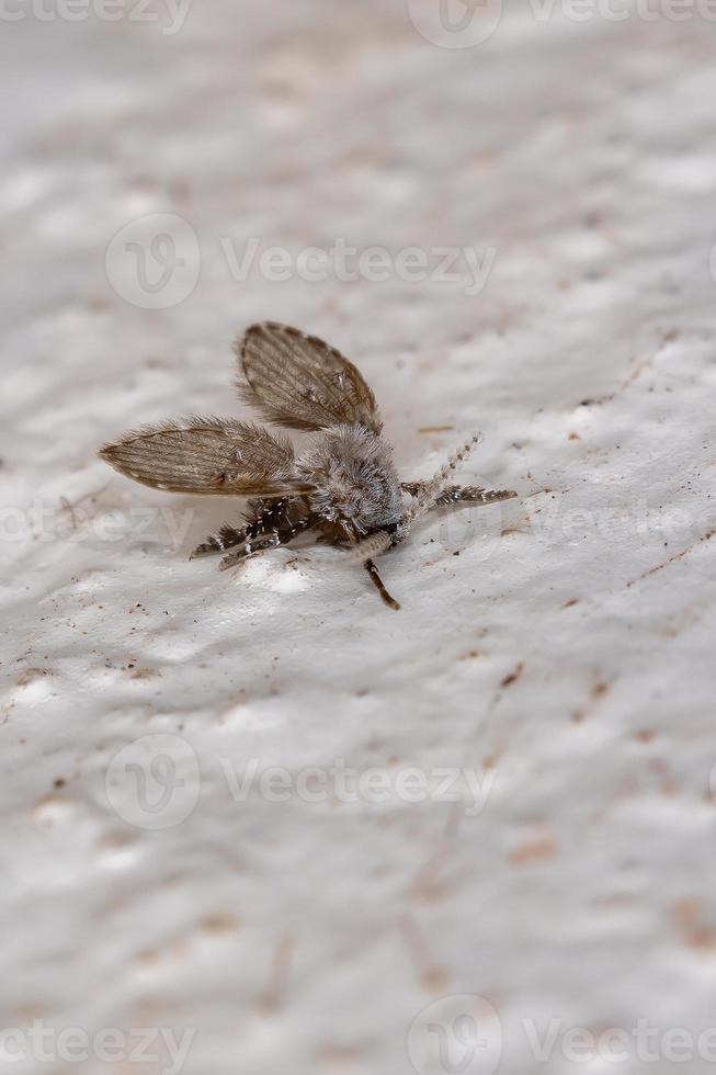 Bathroom Moth Midge photo