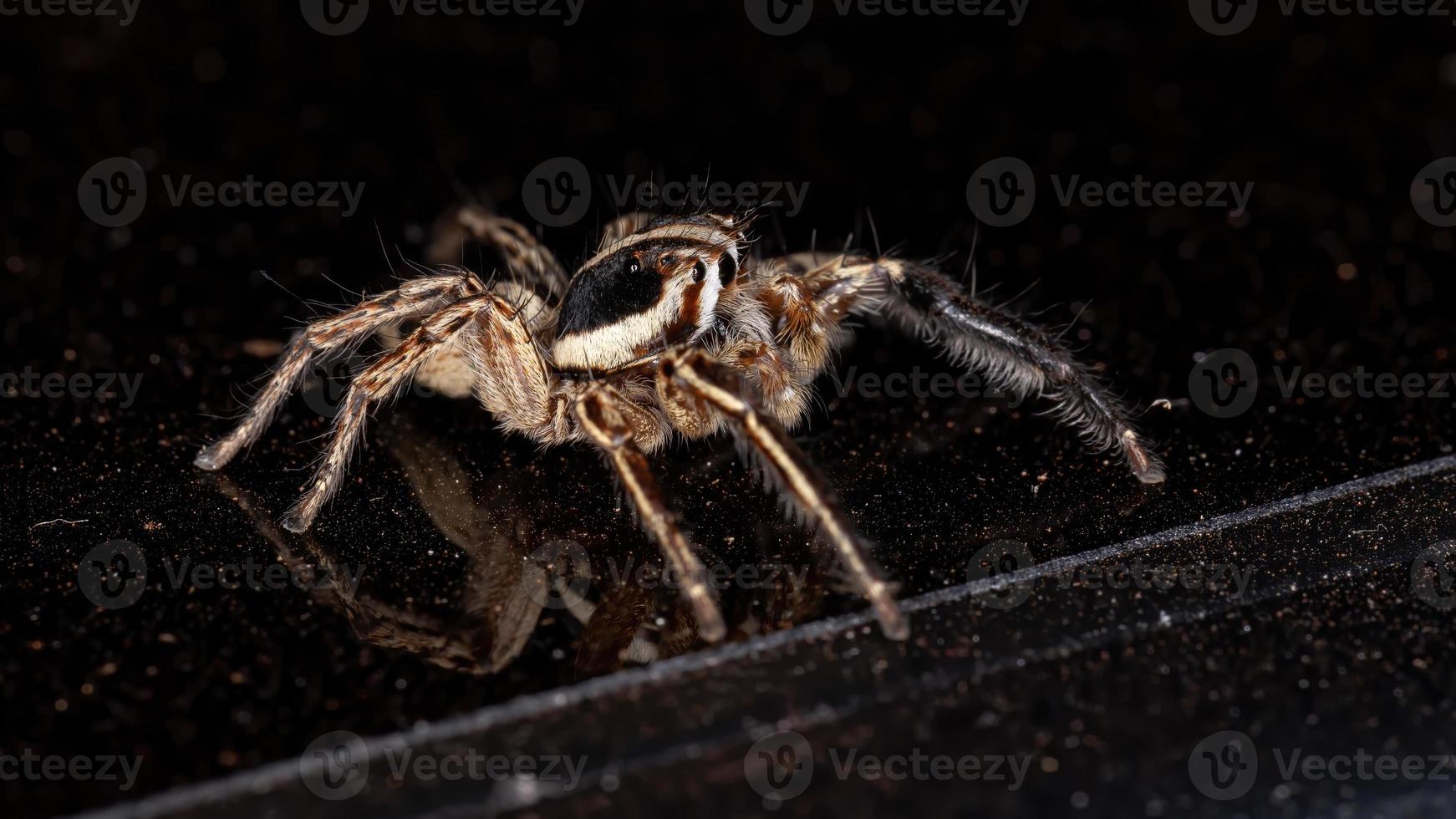 araña saltadora pantropical foto