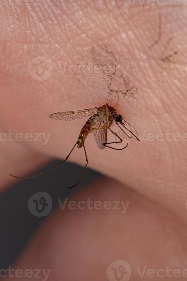 Adult Culicine Mosquitoe photo