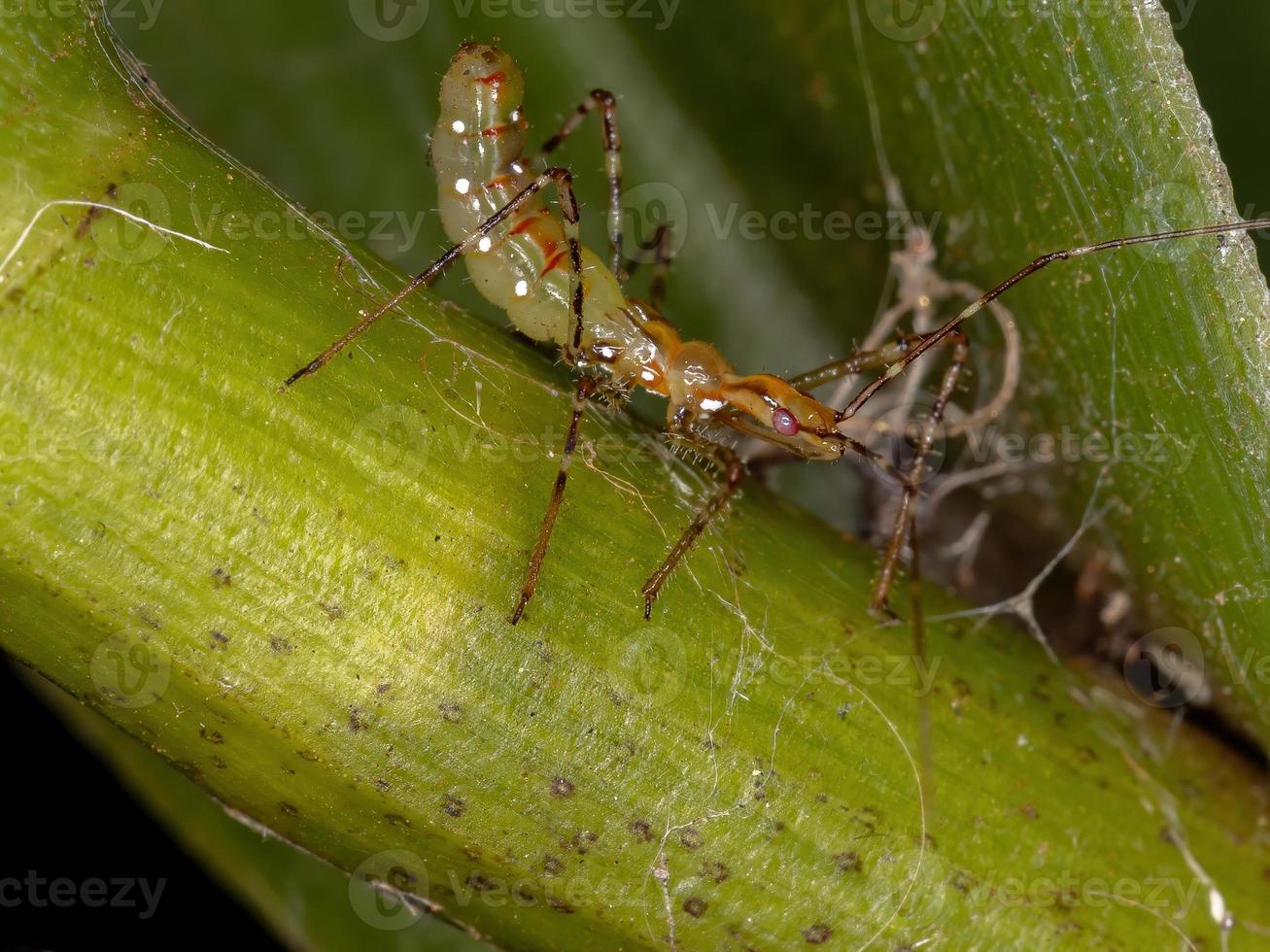 Nymph of a Assassin Bug photo