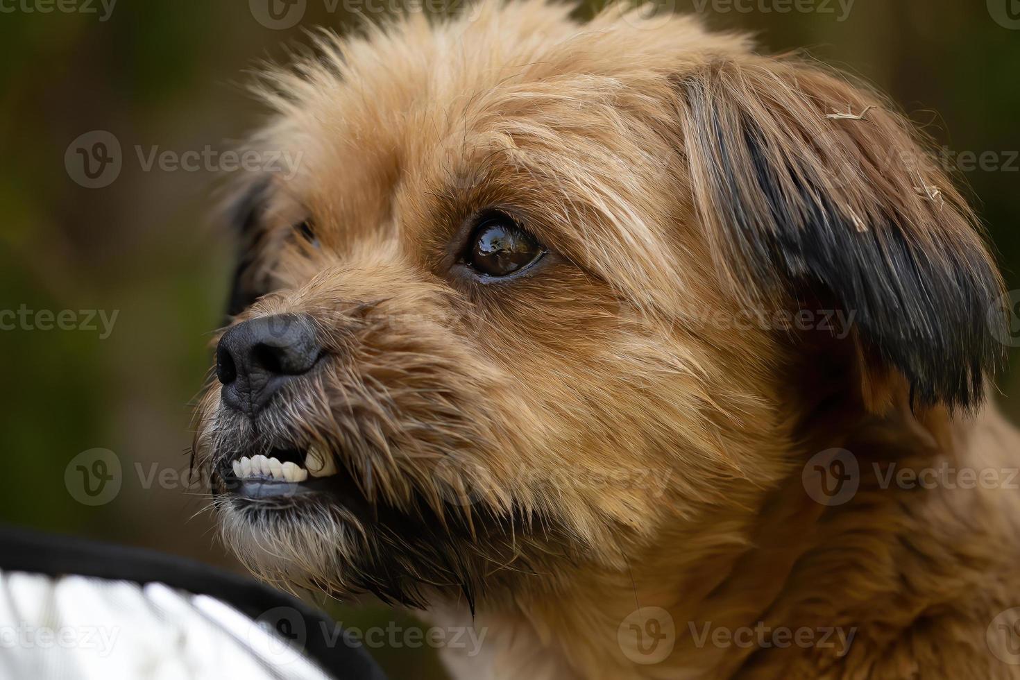 cara de perro domestico foto