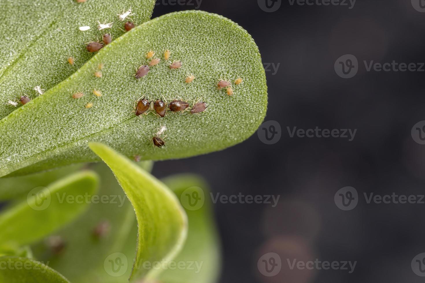 Áfidos de los cítricos marrones que comen una planta de verdolaga común foto