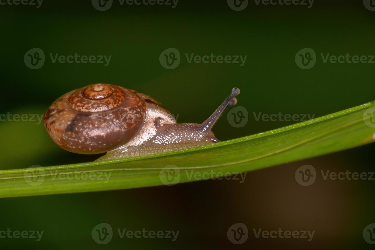 Asian Tramp Snail photo