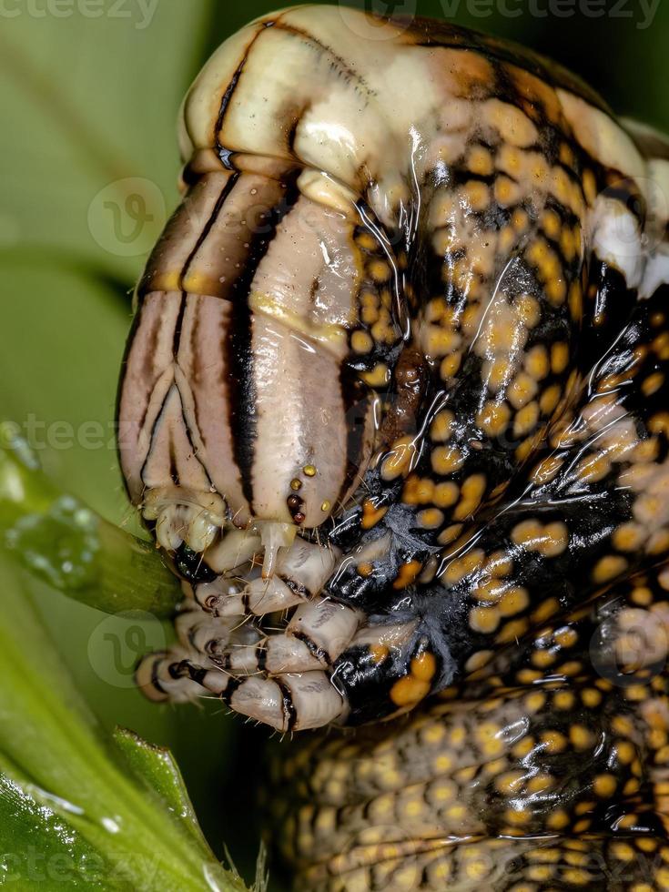 Macroglossine Sphinx Moth Caterpillar photo