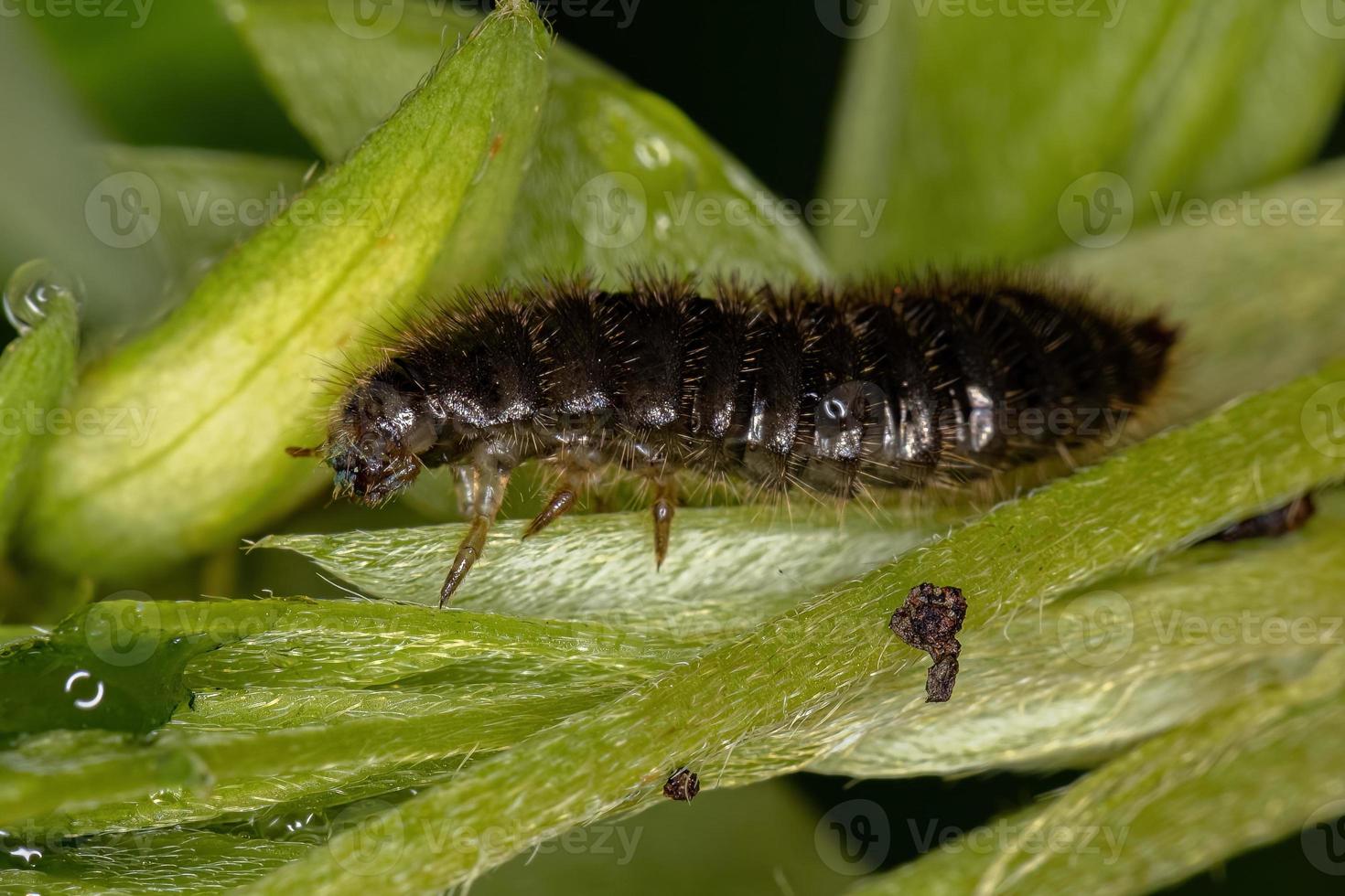 Long-jointed Beetle Larva photo