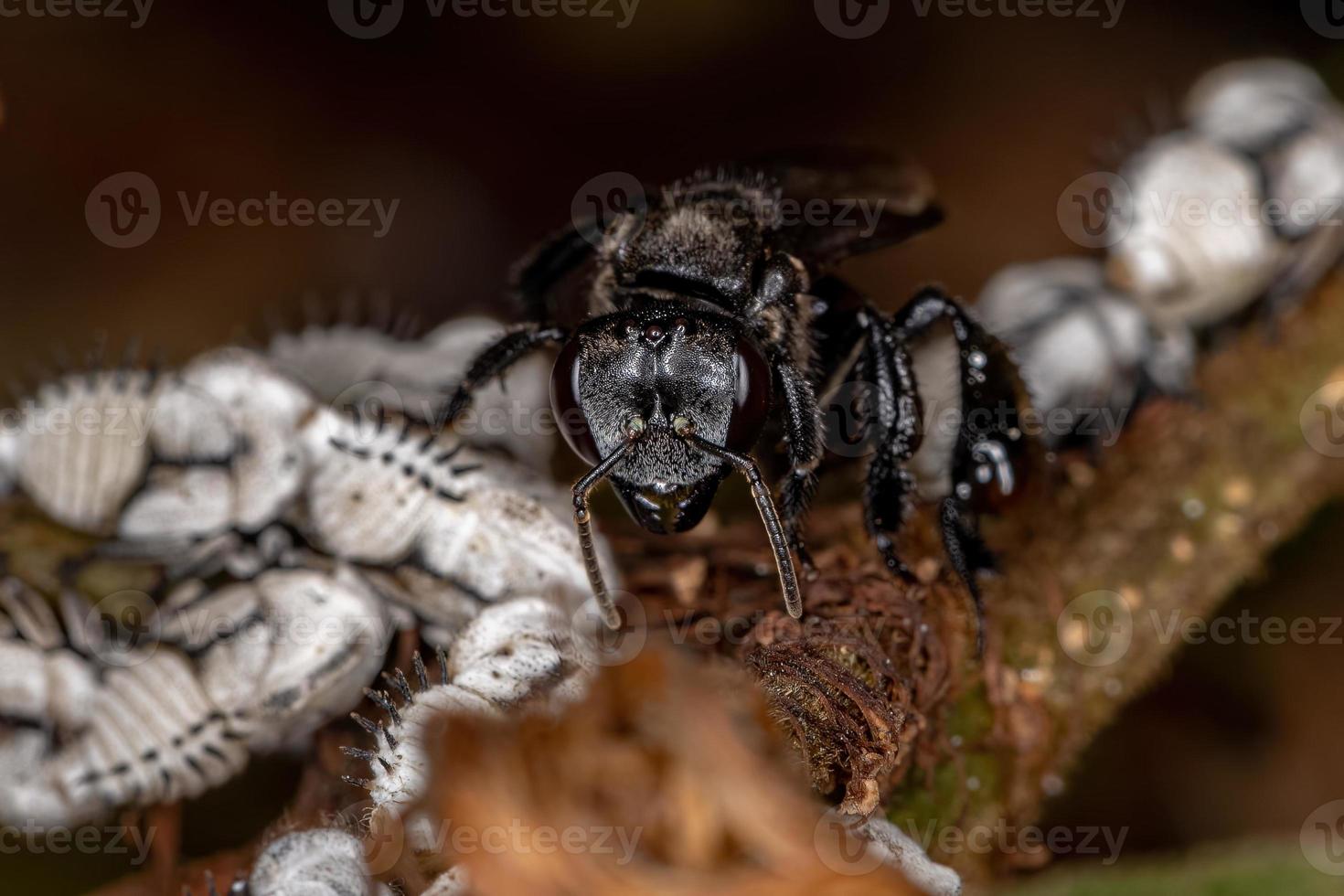 Adult Stingless Bee interacting with Typical Treehoppers Nymphs photo