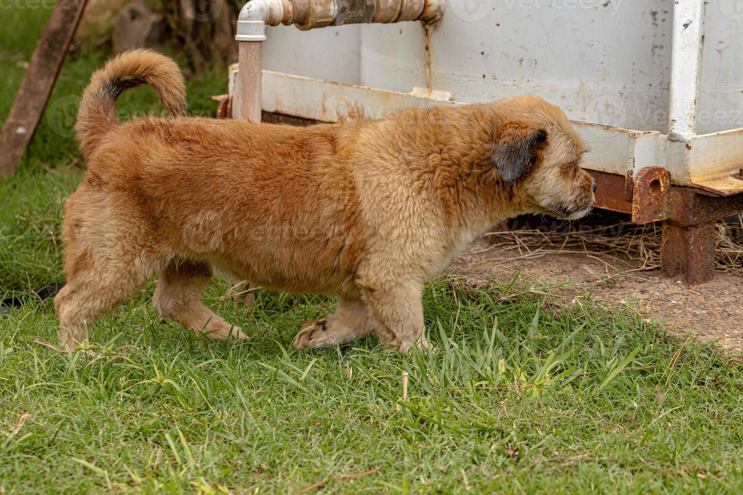 perro doméstico en una granja foto