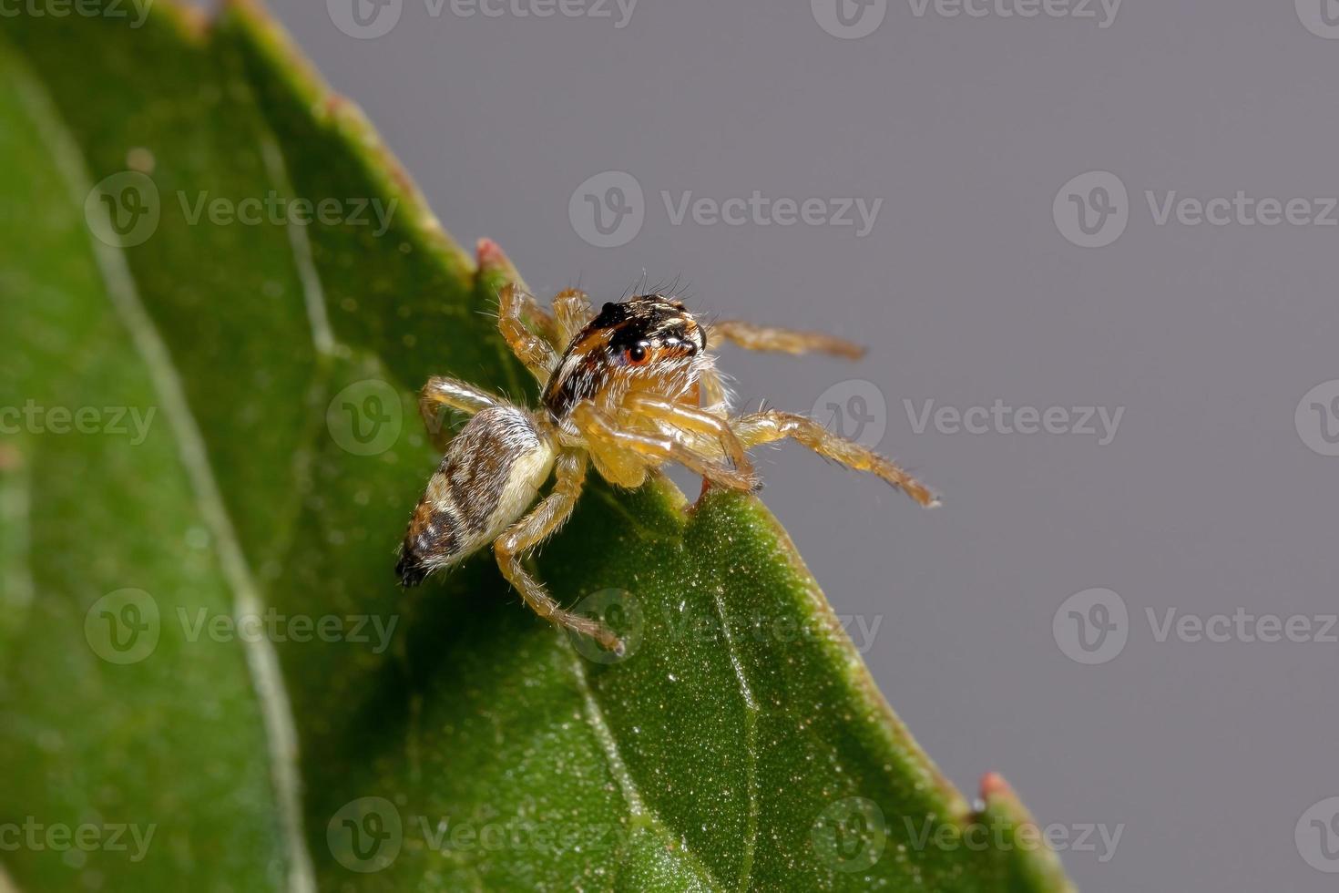 pequeña araña saltadora foto