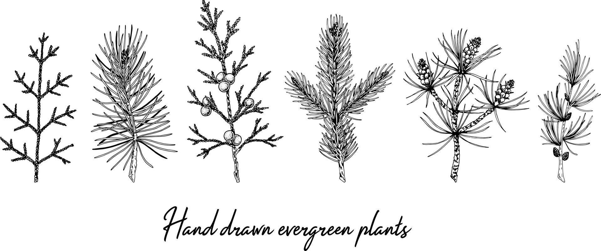 Set of hand drawn evergreen branches isolated on white background. Christmas decoration elements. Vector illustration in sketch style