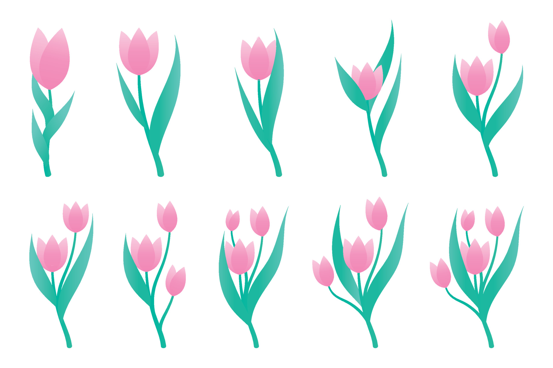 Vector line art set of tulips, spring flowers. Tulip flower. Tulip