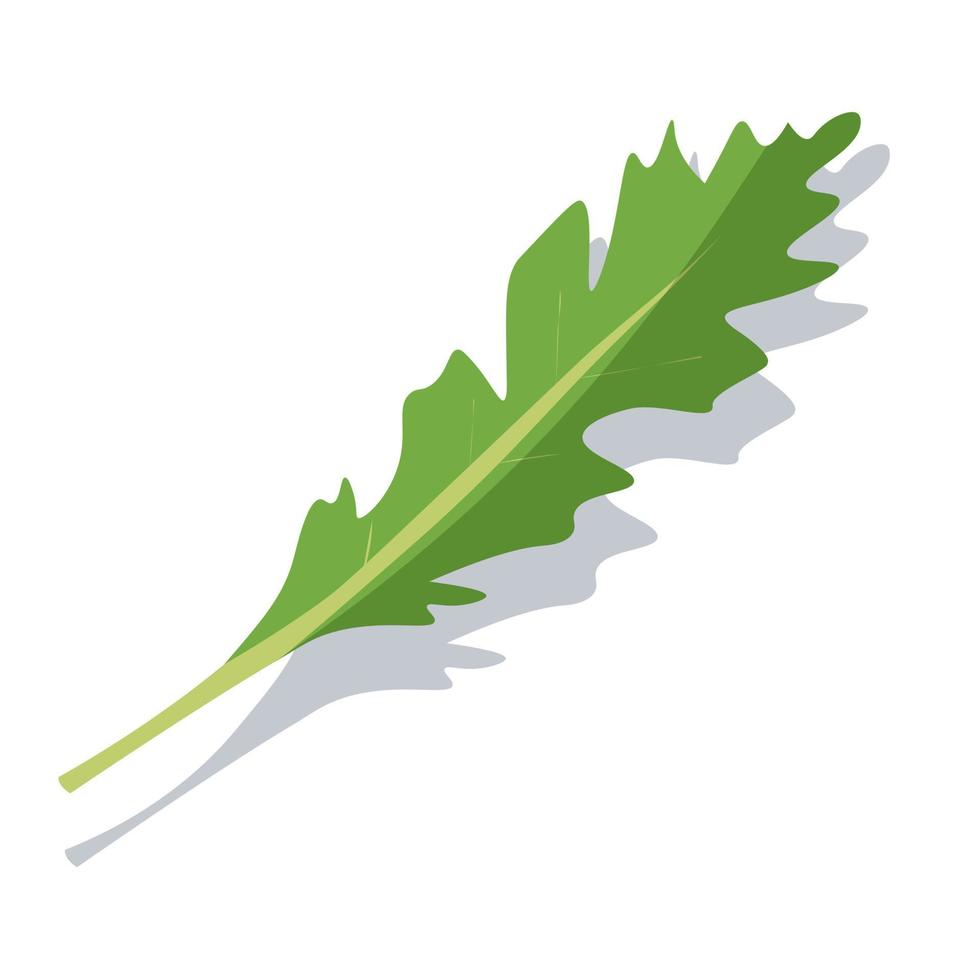 One leaf of green arugula. Vector