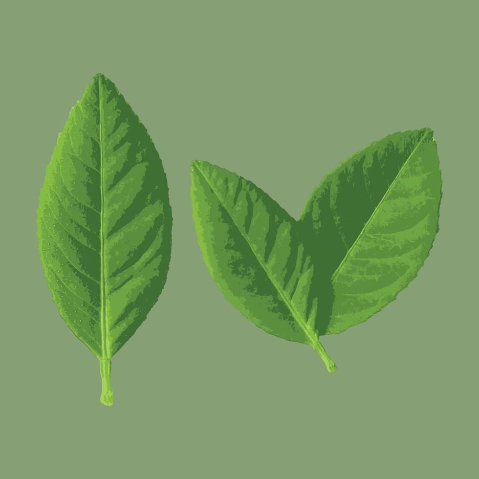 fresh green leaf vector illustration